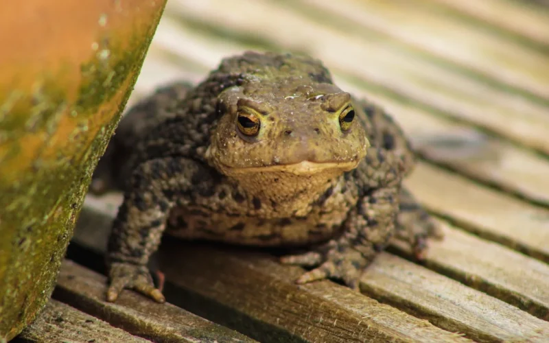 frog, zwierzę, nature, staw, water, garden pond, sit, amphibian, water frog, zielony
