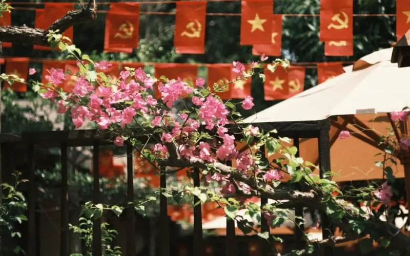 Vibrant pink bougainvillea against red flags with communist symbols. Outdoors, sunny day.
