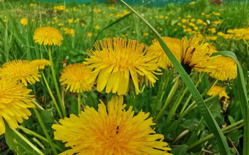 yellow mniszek in the grass, spring dandelion blloming, natura, green grass leafs with flowers, field, spring