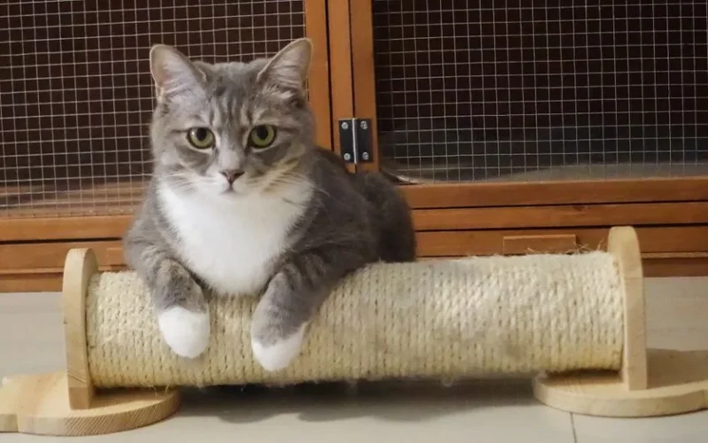 A cute grey and white tabby cat lounging on a wooden cat scratcher in an indoor setting.