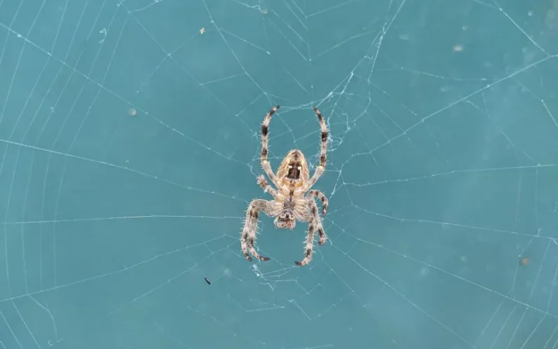 Detailed close-up image of a spider sitting on its web against a blue background.