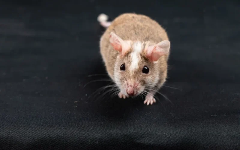 A cute natal multimammate mouse (Mastomys natalensis) on a black background.