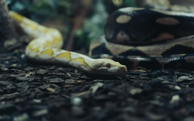 A detailed close-up of an albino Burmese python on the ground, showcasing its unique patterns and colors.