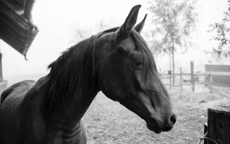 A serene black horse in a grayscale outdoor setting, exuding calm elegance.