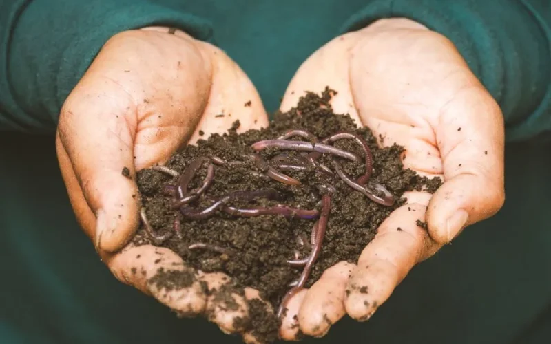 Close-up of hands holding earthworms in fertile soil, symbolizing natural composting.