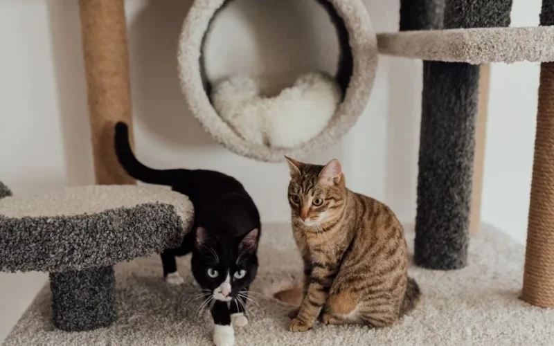 Two cute cats on a carpeted cat tree, showcasing playful pet behaviors indoors.