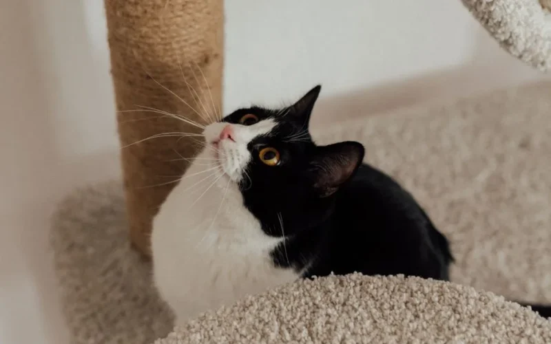 Adorable tuxedo cat looking up while perched on a cat tree indoors.
