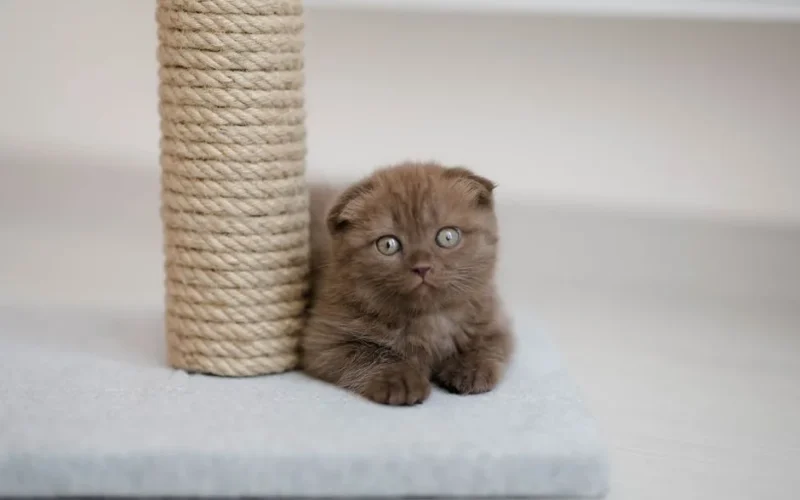 A cute brown kitten sits beside a scratching post indoors, showcasing its fluffy fur and playful eyes.