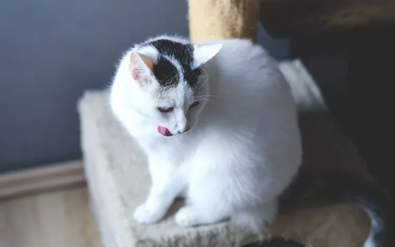 Adorable white cat sitting on a scratching post indoors, licking lips.