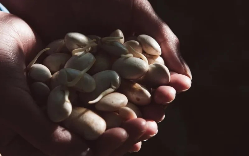 Close-up of hands cradling sprouted seeds with a dark background for organic growth theme.