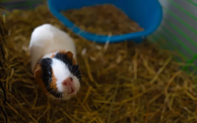 Close-up of a charming guinea pig in its indoor cage with straw and a blue pet house.