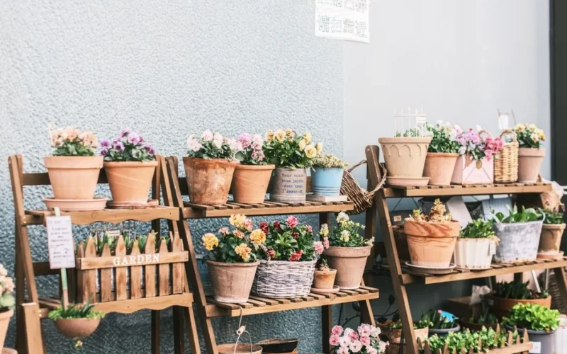 Vibrant flower pots arranged neatly on wooden racks against a textured wall, ideal for garden enthusiasts.