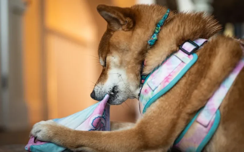 Adorable Shiba Inu playing with a colorful toy indoors, showcasing playfulness and cuteness.