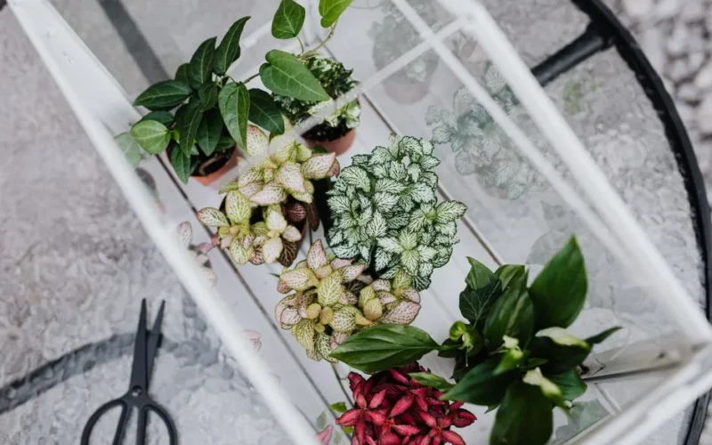 A vibrant collection of potted plants inside a glass mini greenhouse on a reflective table.