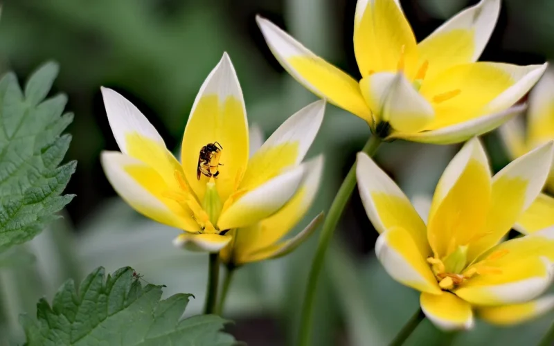 morning flowers, beautiful flowers, colour, wiosna, natura, daffodils, daffodils in spring