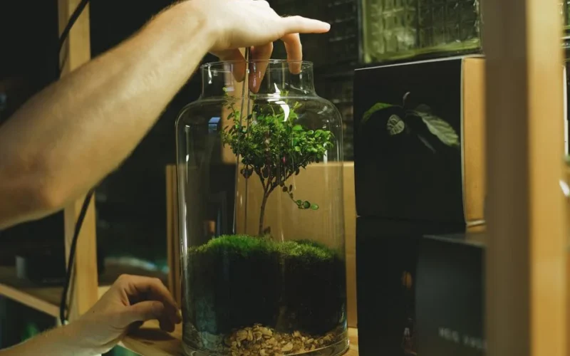 Hands assemble a lush terrarium jar with moss and a small tree indoors.