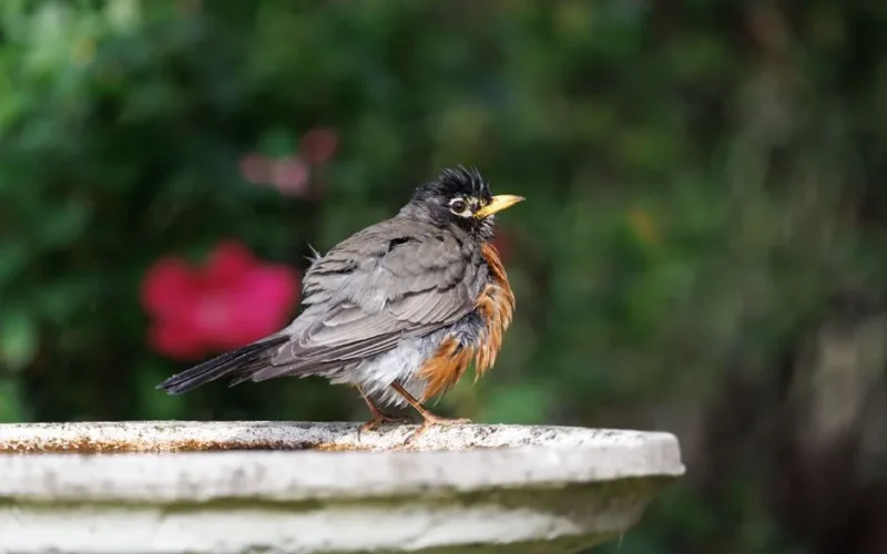Vivid image of an American Robin perched on a birdbath outdoors.