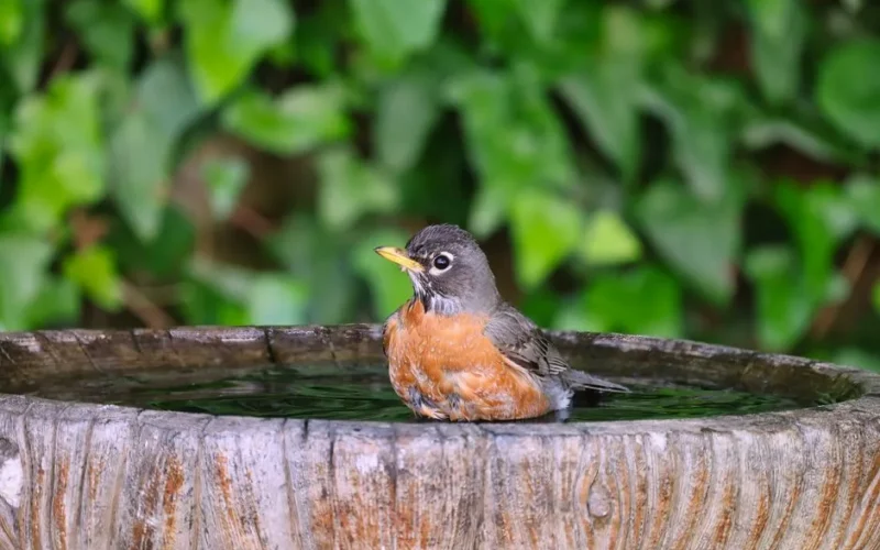A close-up shot of an American Robin enjoying a bath in a rustic garden bird bath.