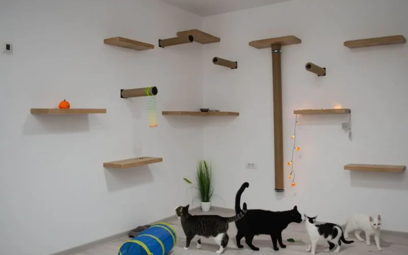 A group of cats exploring a minimalist indoor cat room with shelves and play toys.