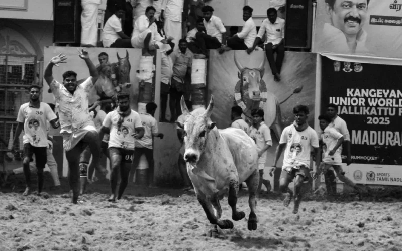 A thrilling scene capturing the energy of Jallikattu, a traditional bull-taming sport in Madurai.