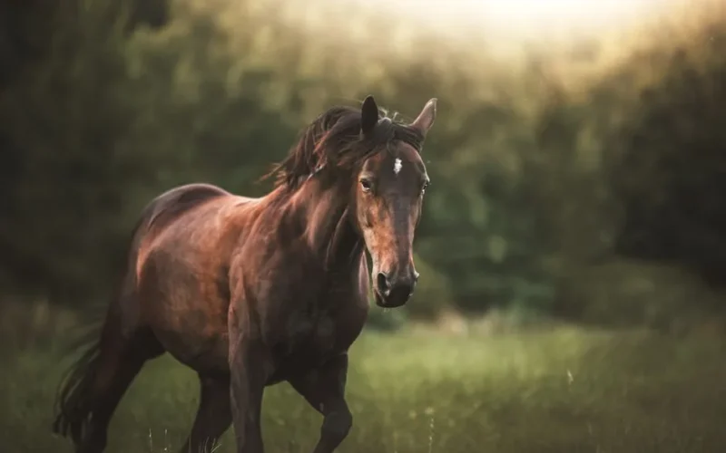 Beautiful horse running freely in a green field on a sunny day, showcasing nature's grace and power.