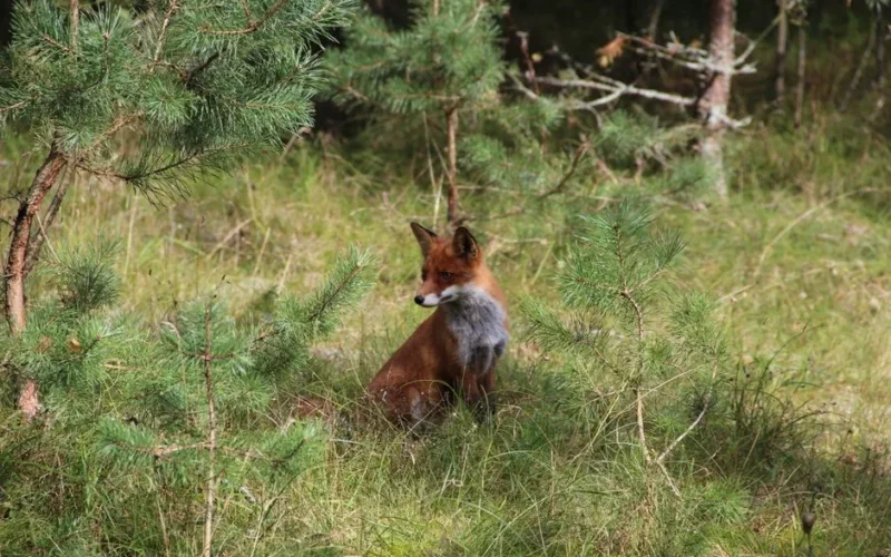 Vibrant photo of a red fox in its natural forest habitat, showcasing wildlife beauty.