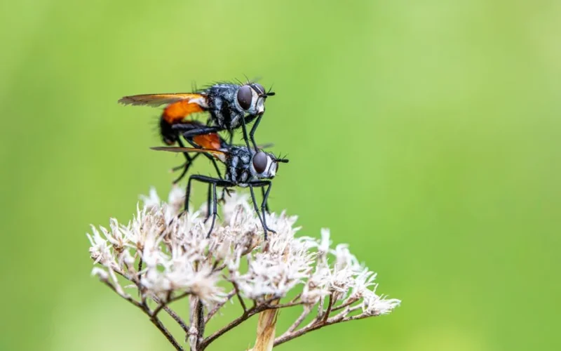 Detailed macro shot of flies mating on a flower against a soft green background.