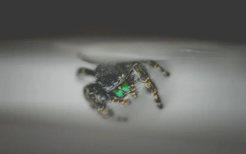 Closeup of predatory fluffy spider with bright ornament on legs crawling on white surface
