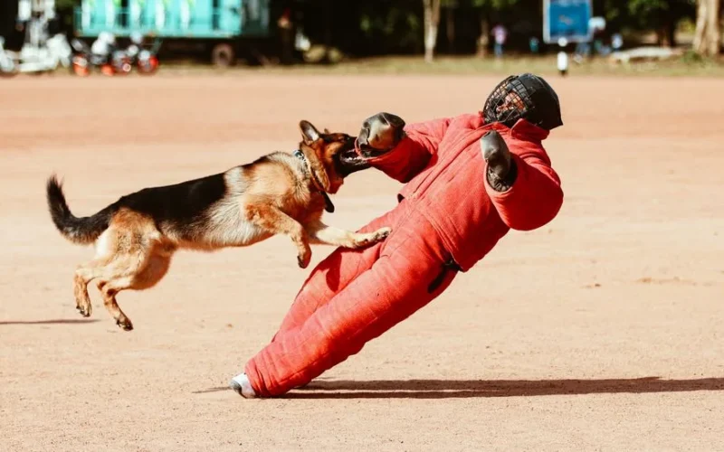 German Shepherd attacks a trainer in safety gear during an outdoor training session.