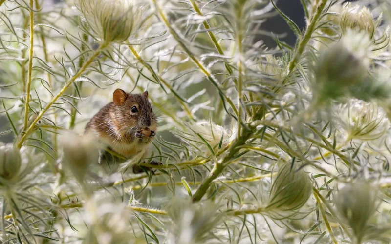 zwierzę, mysz, ssak, gryzoń, natura, szczur, dzikiej przyrody, dziki, ofiara, gatunek, fauna, mysz, mysz, mysz, mysz, mysz