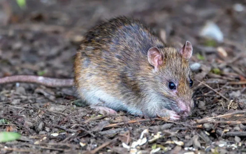 Detailed close-up view of a brown rat foraging in a forest setting, showcasing its natural habitat.