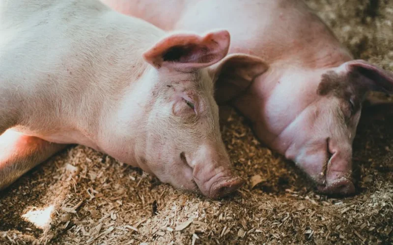 Close-up of two sleeping pigs on hay, showcasing serene animal behavior.