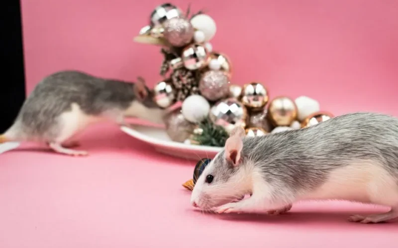 Two rats exploring Christmas decorations against a pink background, creating a festive scene.