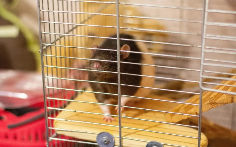 szczur, komórka, zwierzę w klatce, szczur w klatce, łapy, furry, rat, cage, animal in a cage, rat in a cage, paws, puszyste, rat, rat, rat, rat, rat, cage