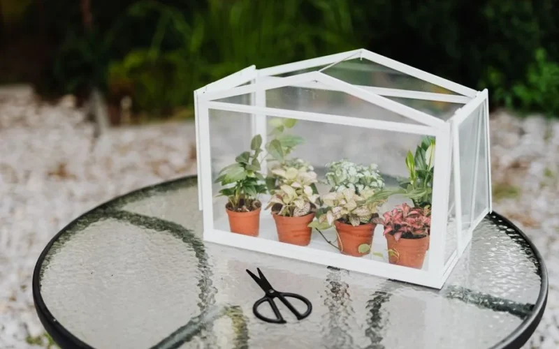 A mini greenhouse on a glass table with fittonia in clay pots and nearby scissors.