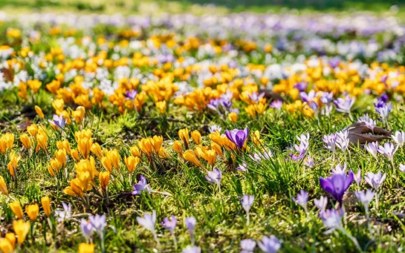 A colorful field of purple and yellow crocuses in full bloom during spring, shot outdoors.