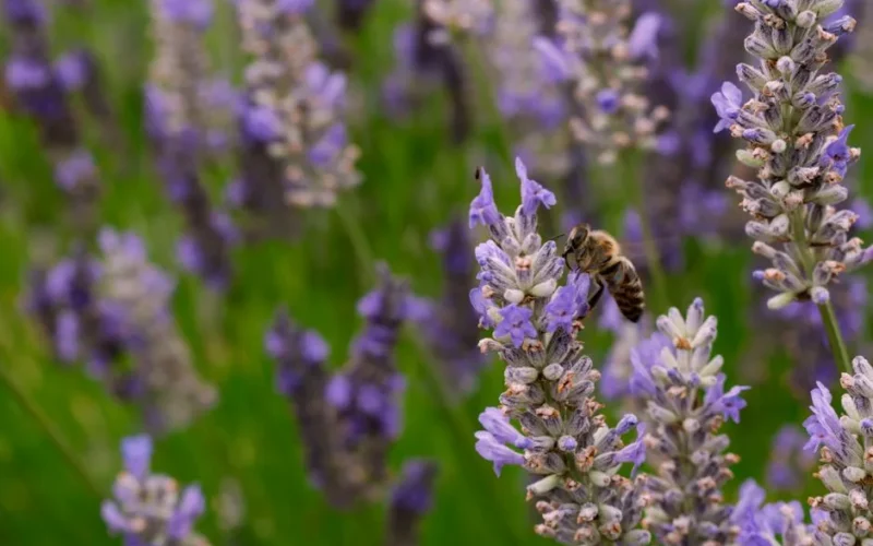 Close-up of a bee collecting nectar from vibrant lavender flowers in a sunny field.